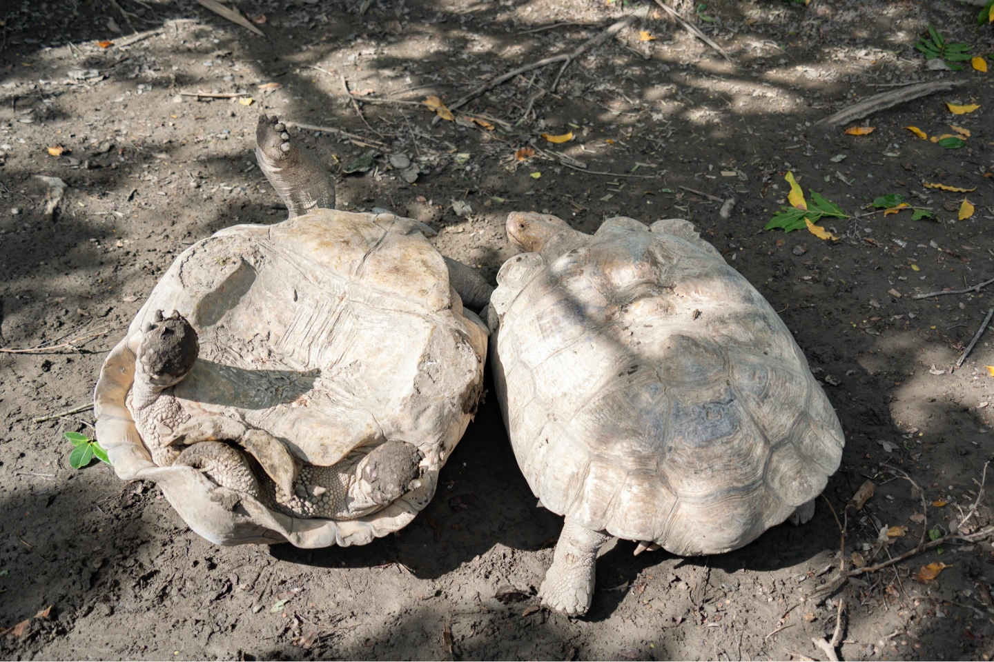 龜勸不聽片｜象龜「釘孤枝」翻車　不滿扶正！怒火轉戰保育員
