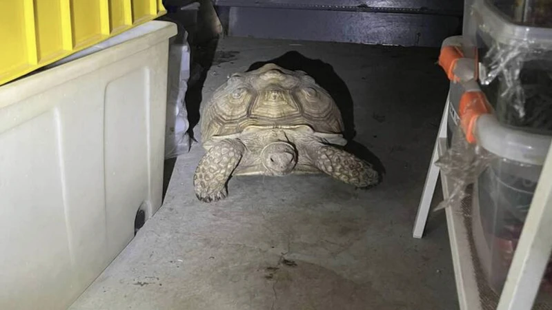 「屁毛」巨龜離奇失蹤！家中突傳莫名撞牆聲　原來是「菠蘿麵包」在求救