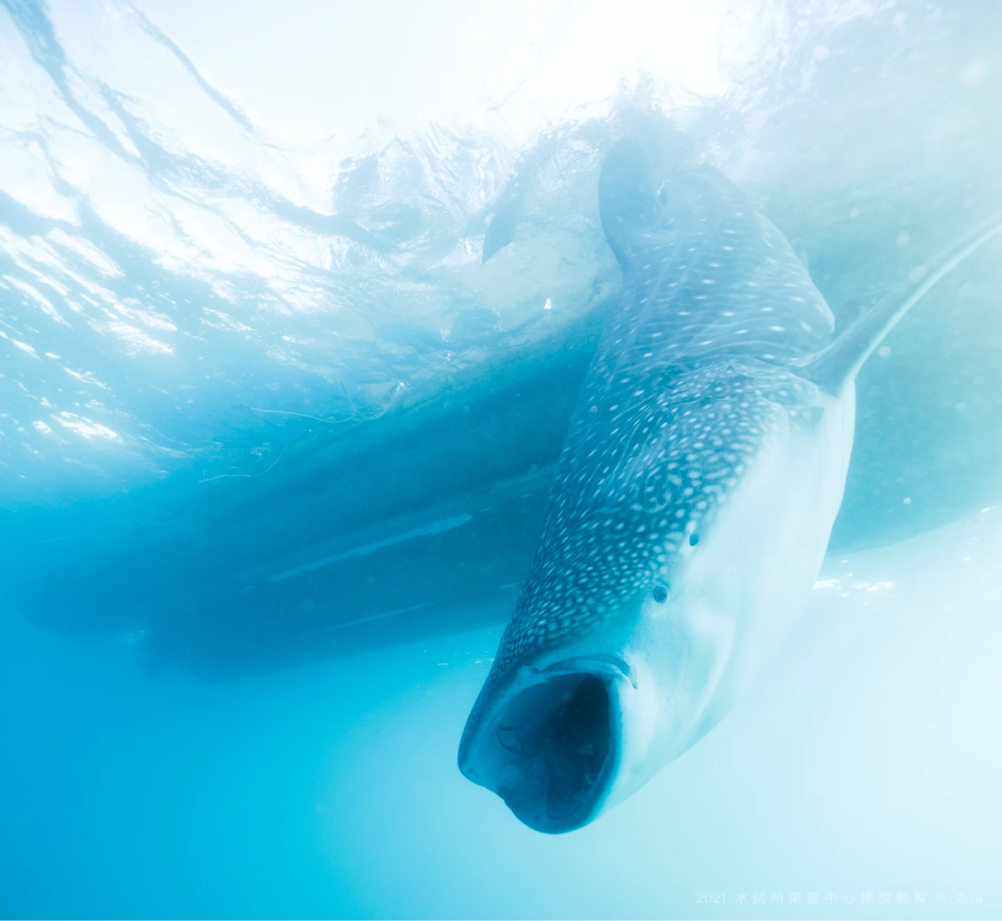 CITES拍板鯨鯊保育升級「禁國際交易」　台灣超前部署！今年救回135尾