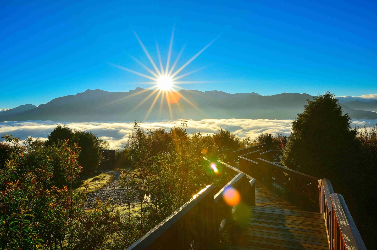 阿里山日出印象音樂會將登場！3大樂團共譜「雲上之夢」　悠揚樂聲迎2026曙光