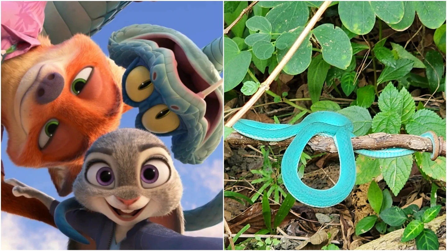 《動物方城市2》蓋瑞同款掀陸飼養潮　真實身分有劇毒！「夢幻Tiffany藍」竟是遺傳缺陷