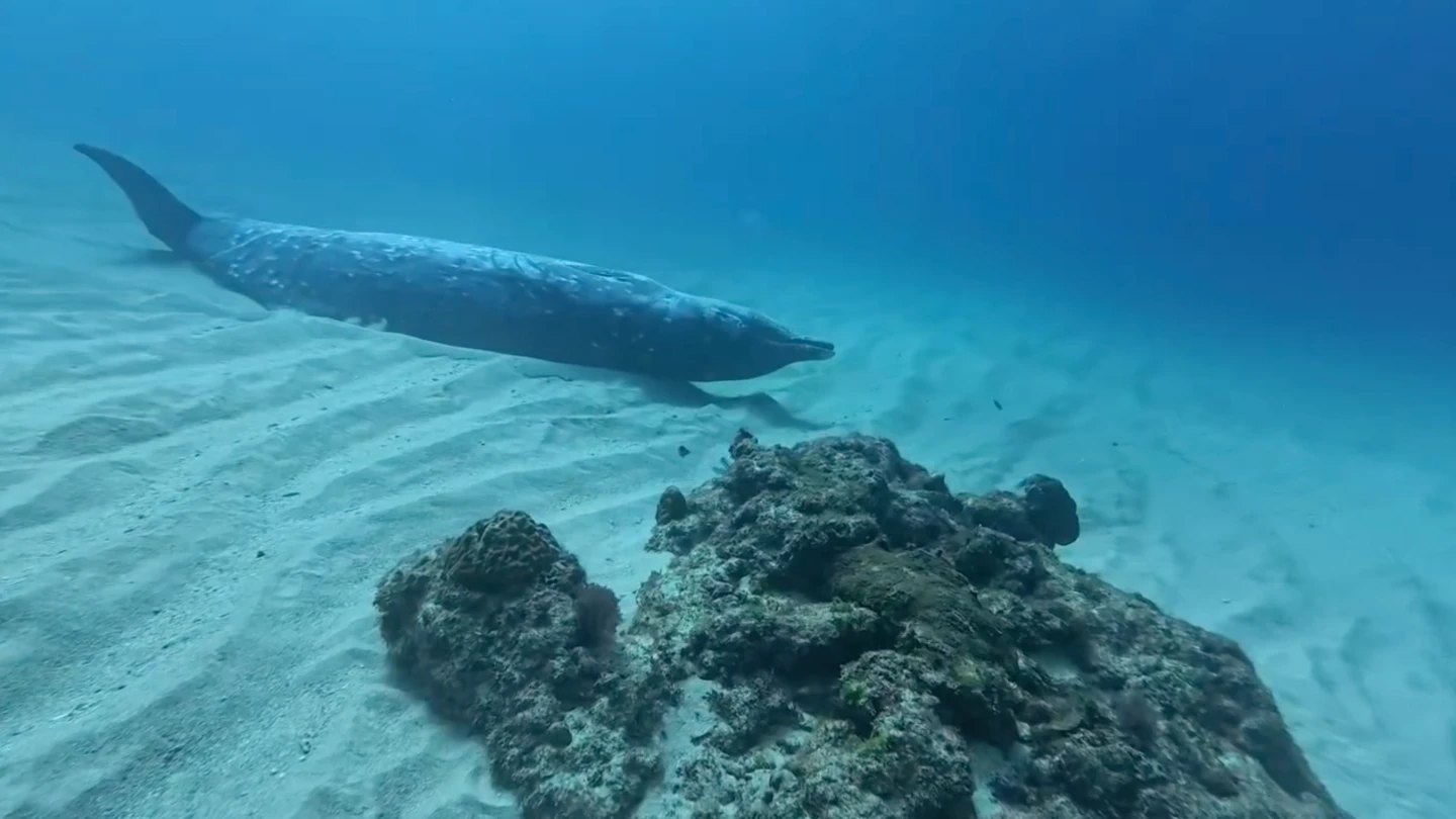 有片｜震撼！小琉球潛水驚見4公尺死亡喙鯨　海保署決定留海底原因曝