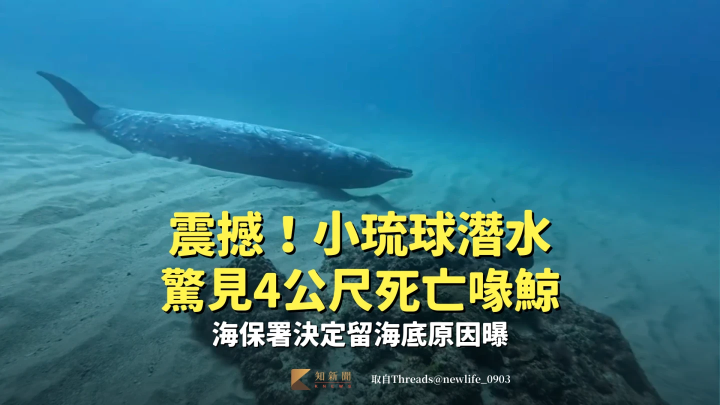 有片｜震撼！小琉球潛水驚見4公尺死亡喙鯨　海保署決定留海底原因曝