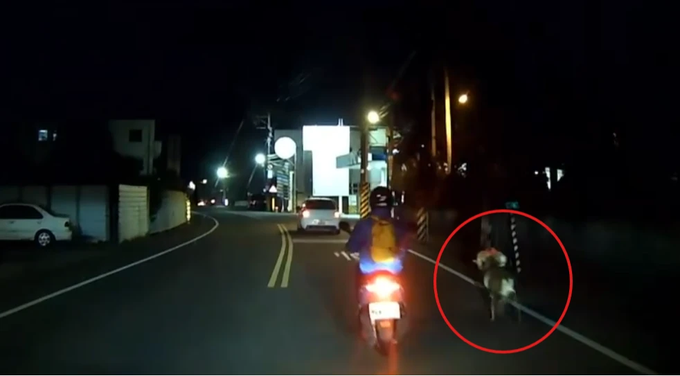 仁海宮「特等羊」大奔逃！200周年敬獻前夕「羊角磨斷繩」　飼主狂奔1公里苦追