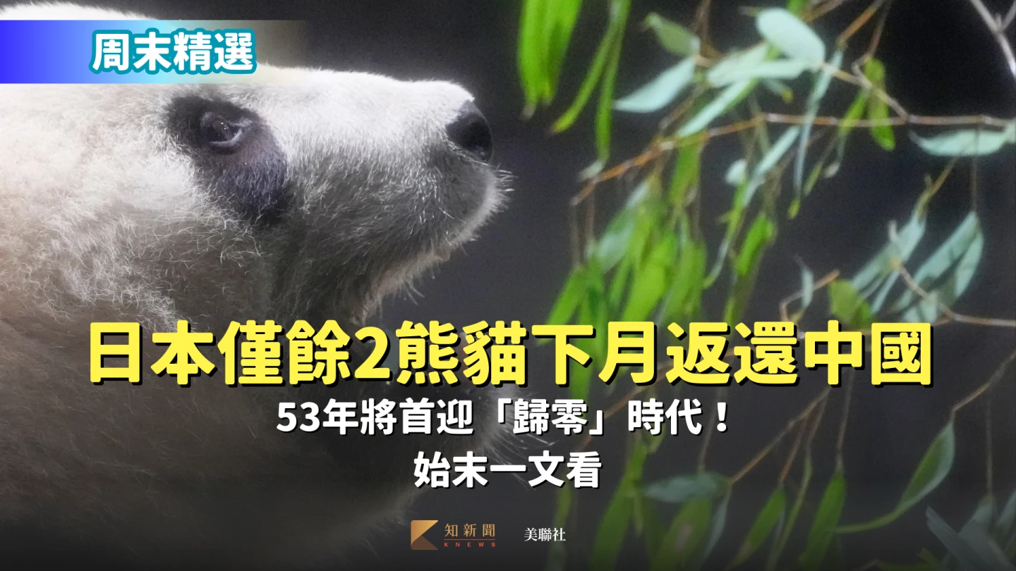 周末精選｜日本最後2隻熊貓下月返中　53年「歸零」始末一文看