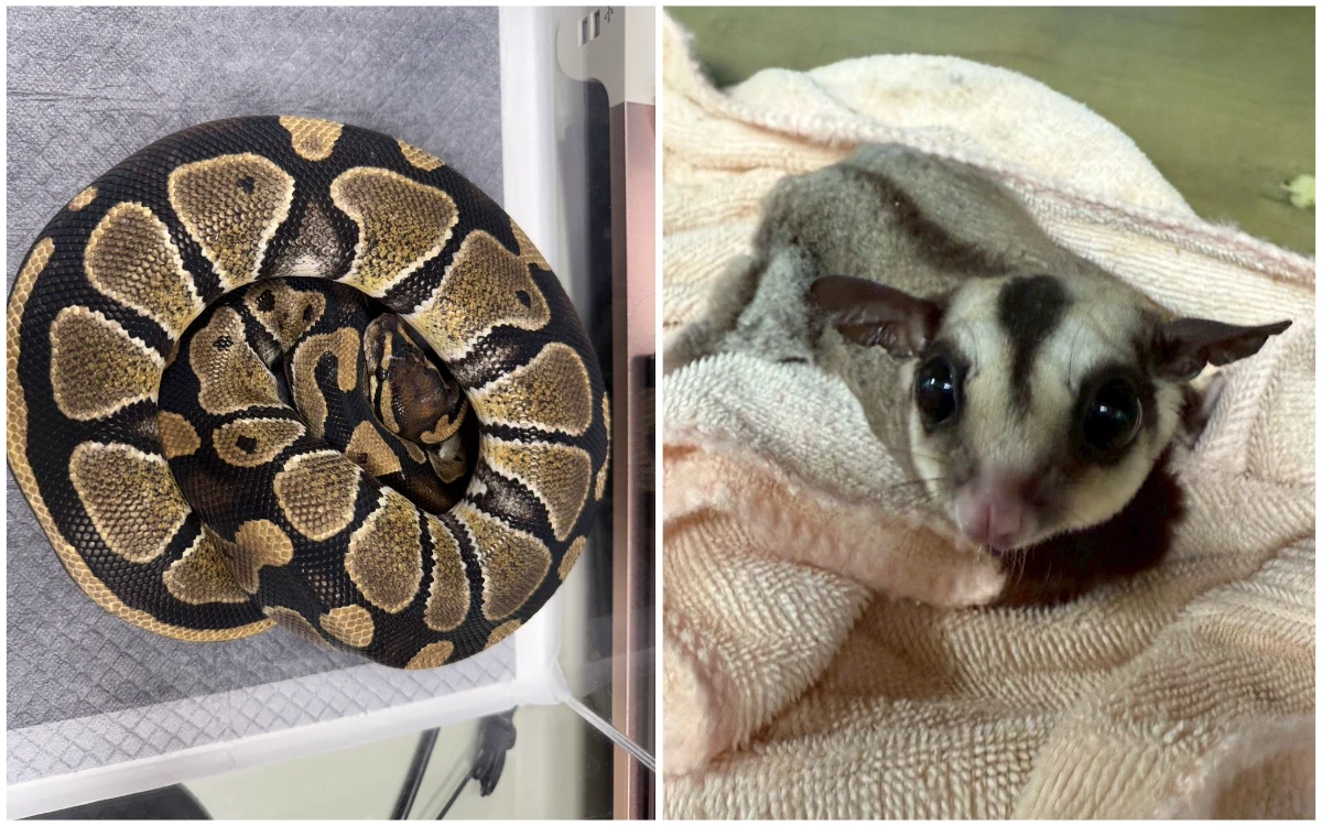 非犬貓特寵認養登場　不只球蟒、奶蛇！還有超萌「口袋怪獸」