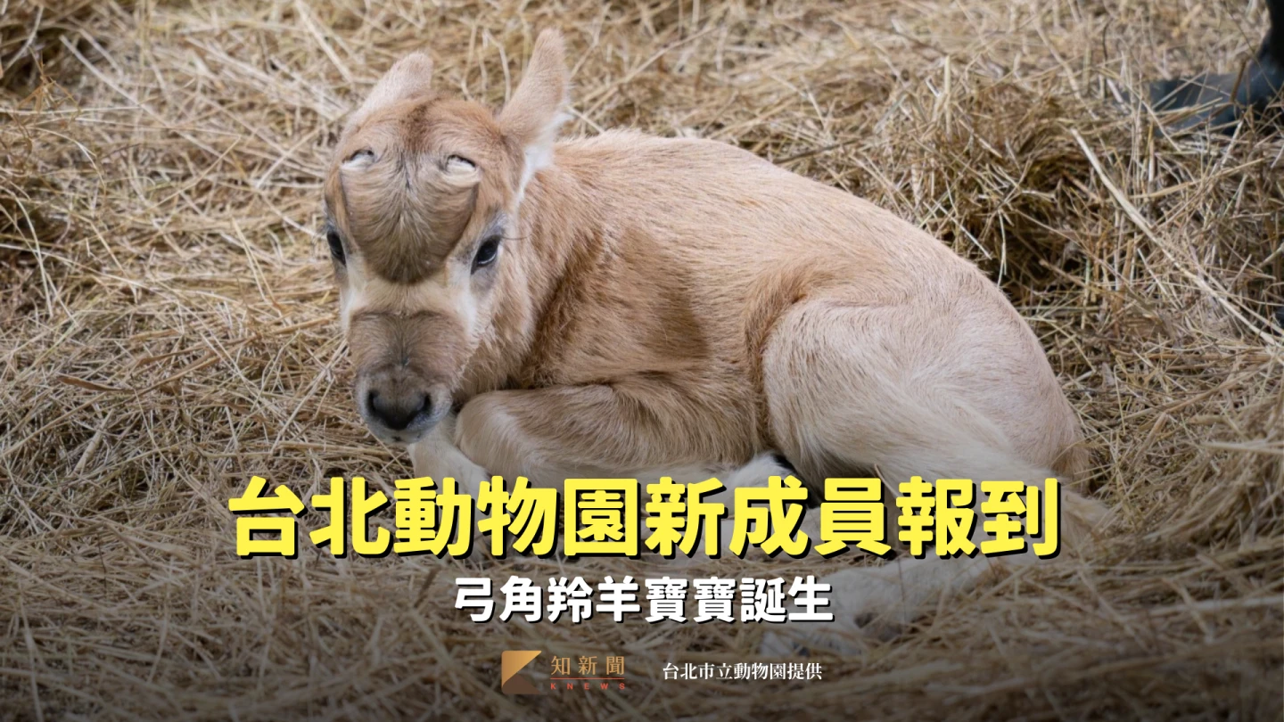 有片｜超萌！台北動物園新成員報到　弓角羚羊寶寶誕生