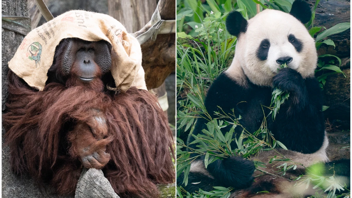 動物園禦寒萌樣曝！猩猩披麻袋「蜘蛛猴團團抱」取暖　圓仔擁「1特性」享受度假好天氣