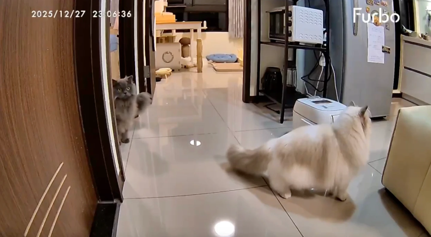 獨家影片｜深夜7.0地震！2貓住10樓　面露驚恐「身體跟著晃」