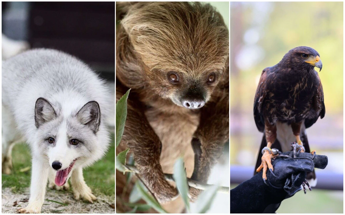 以動物為師！內門「野森動物學校」明年一月開課　員林「台版侏儸紀」宣布回歸