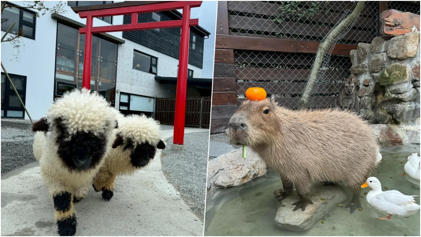 張美阿嬤農場爆分家！遊客被攔「搬新家」　業者澄清：非園區工作人員