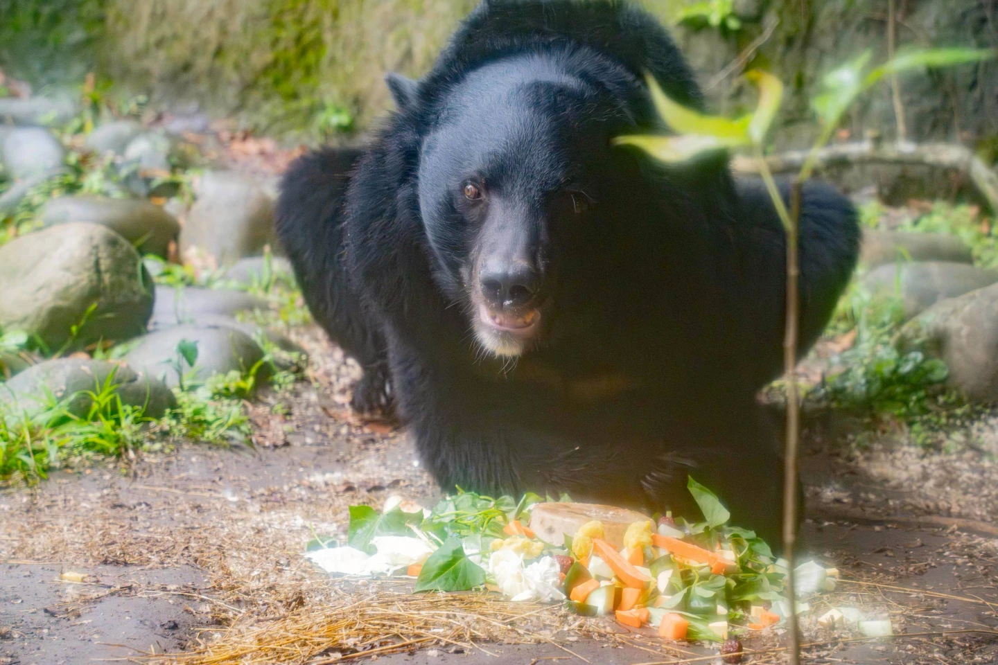 亞洲黑熊「黑糖」17歲生日了！台北動物園端蔬果蛋糕慶祝