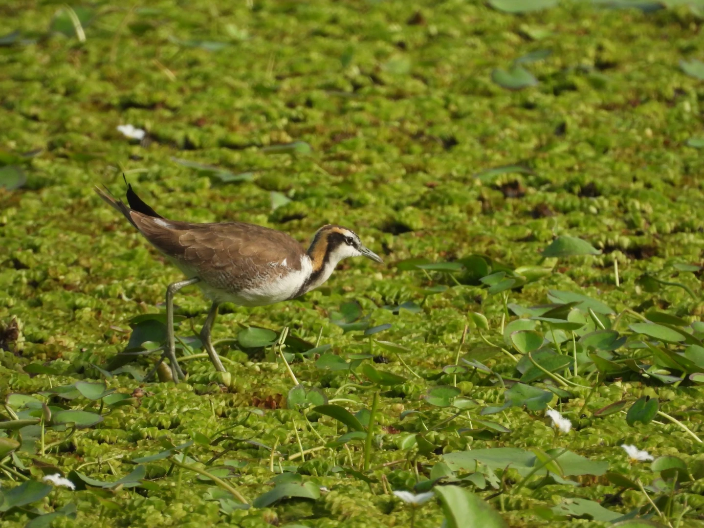 高雄洲仔濕地冬日風情！　白鷺鷥群聚、水雉換冬羽成生態亮點