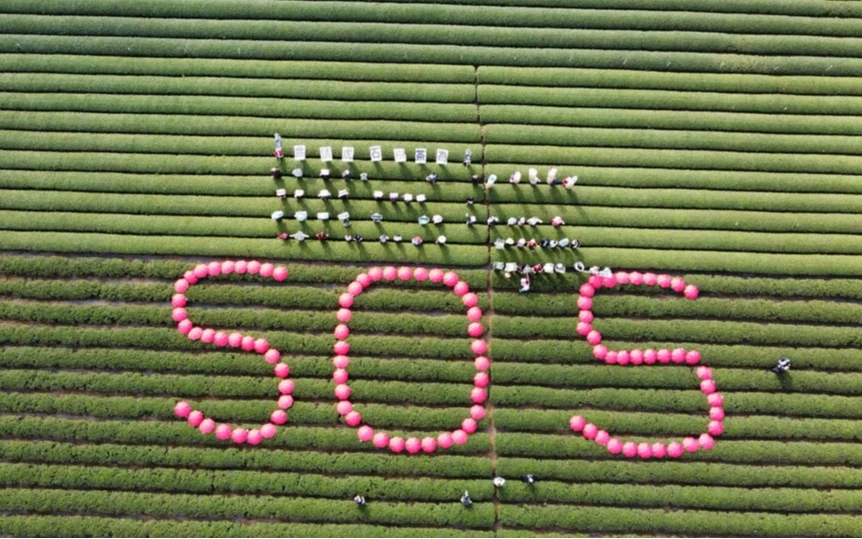 愛喝手搖飲必看！「台灣最大茶鄉」SOS求救　鄉長憂：只能進入消費者口中