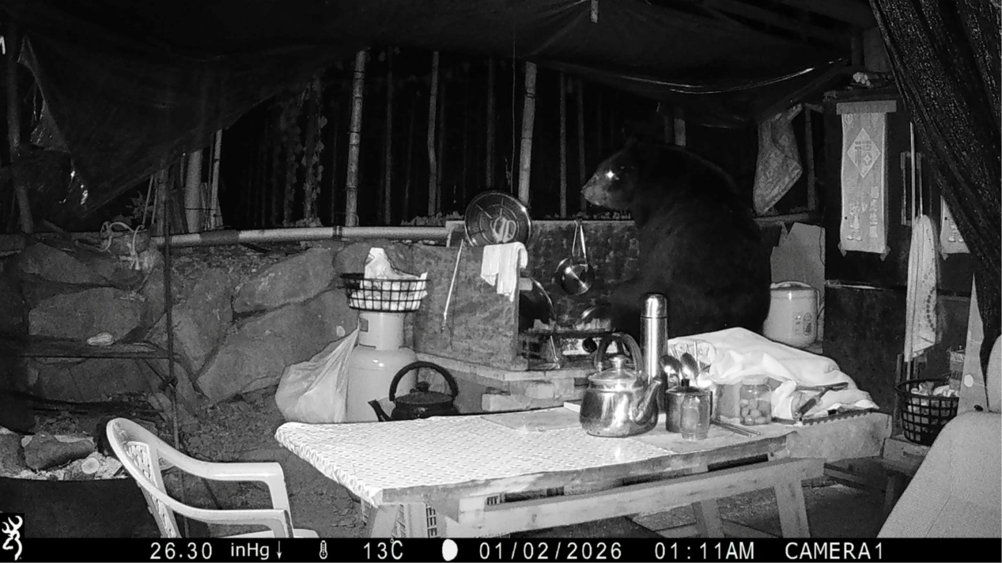 黑熊四度闖工寮嚇壞部落　阿里山達邦村人熊拉鋸戰升溫