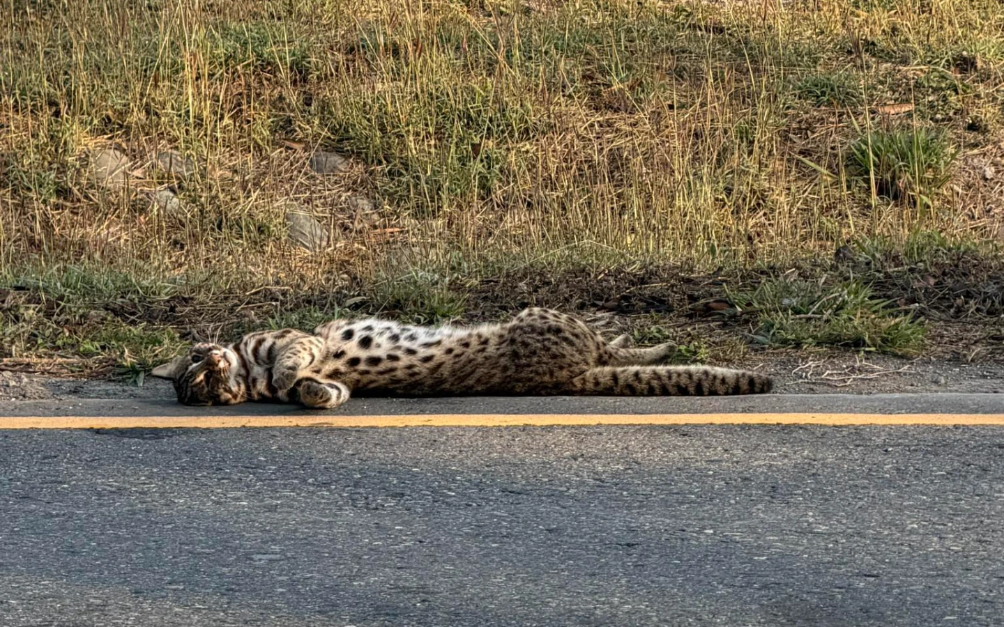 只想活下去...今年首起！彰化石虎遭路殺　專家初判：為覓食過馬路被撞