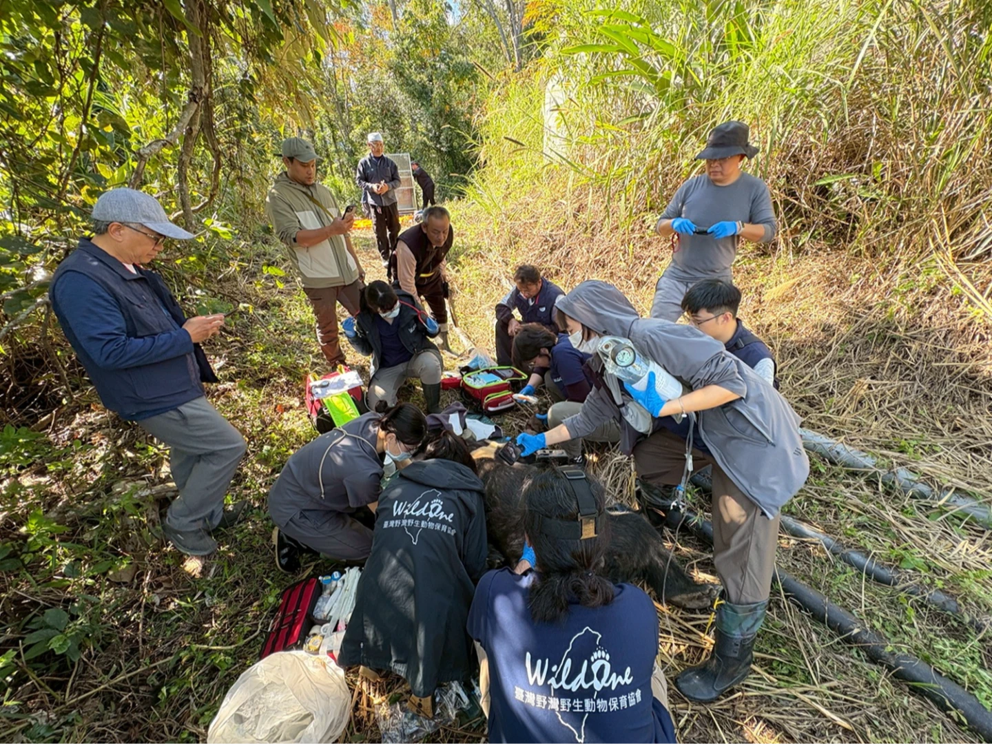 鞭炮無人機嚇不走！懂開冰箱黑熊「阿里曼」被送動物園管束　是否見客待觀察