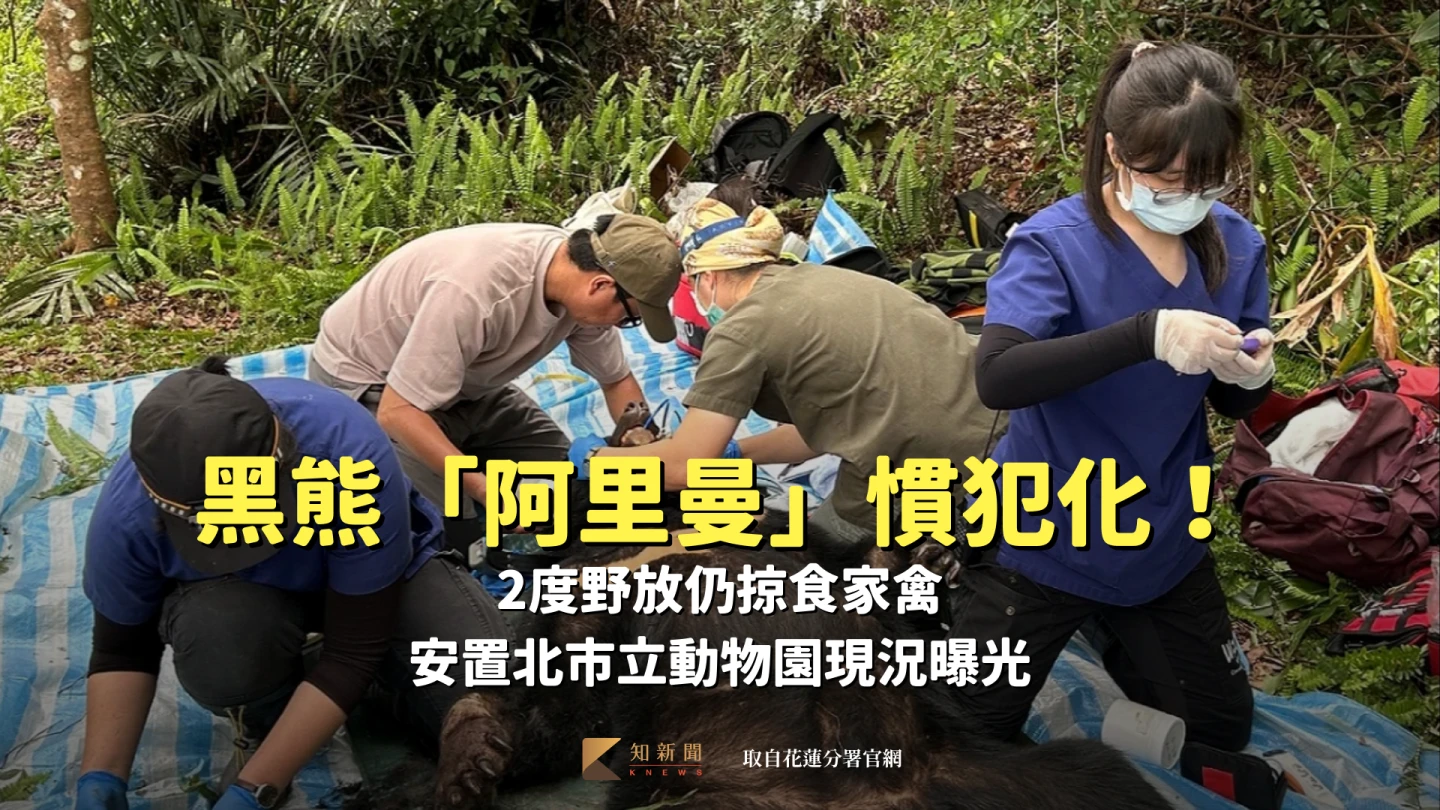 黑熊「阿里曼」慣犯化！2度野放仍掠食家禽　安置北市立動物園現況曝光