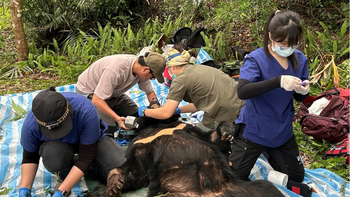 黑熊「阿里曼」慣犯化！2度野放仍掠食家禽被安置　北市立動物園曝現況
