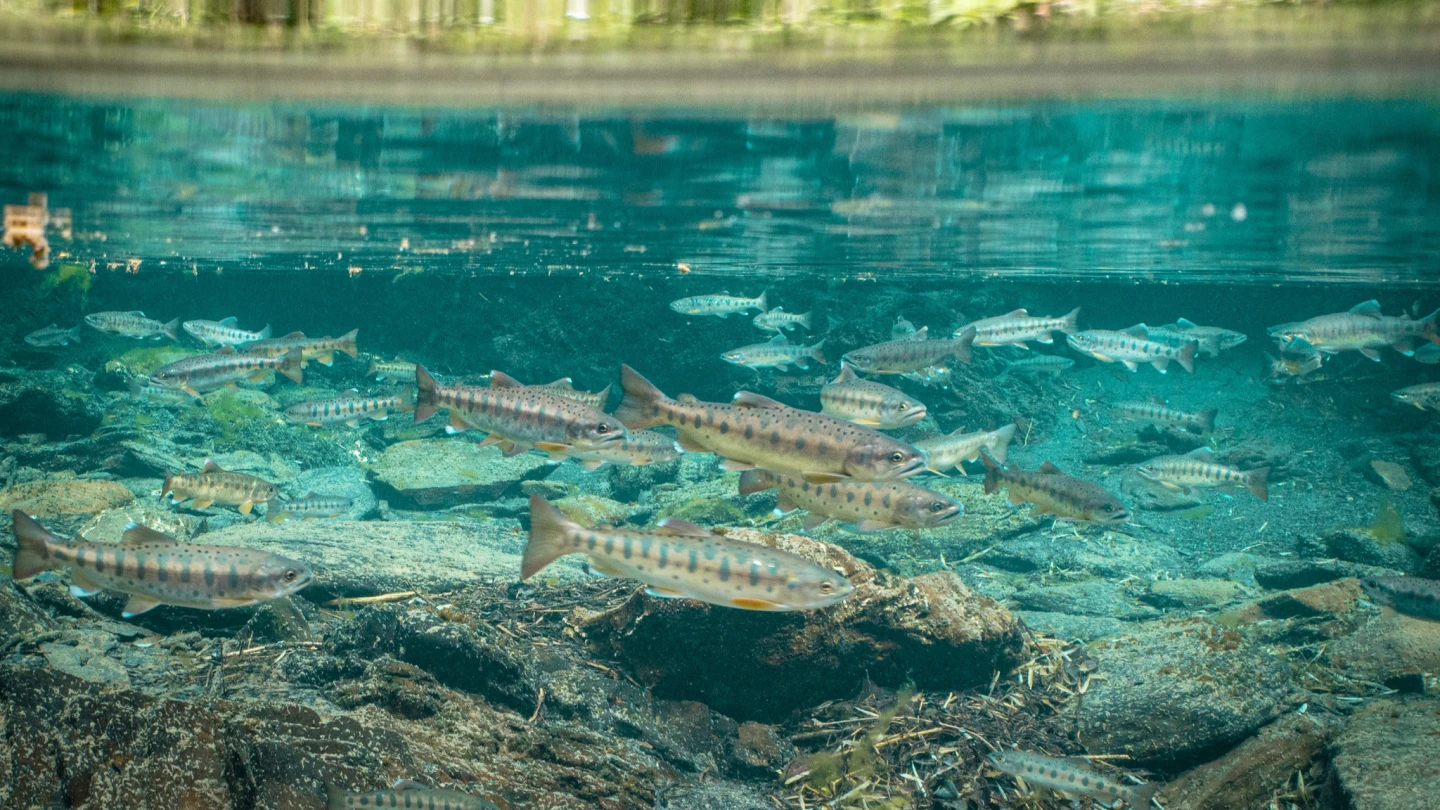 挺過颱風地震！台灣國寶櫻花鉤吻鮭最新普查公布　「專機護送」完成歷史棲地最後拼圖