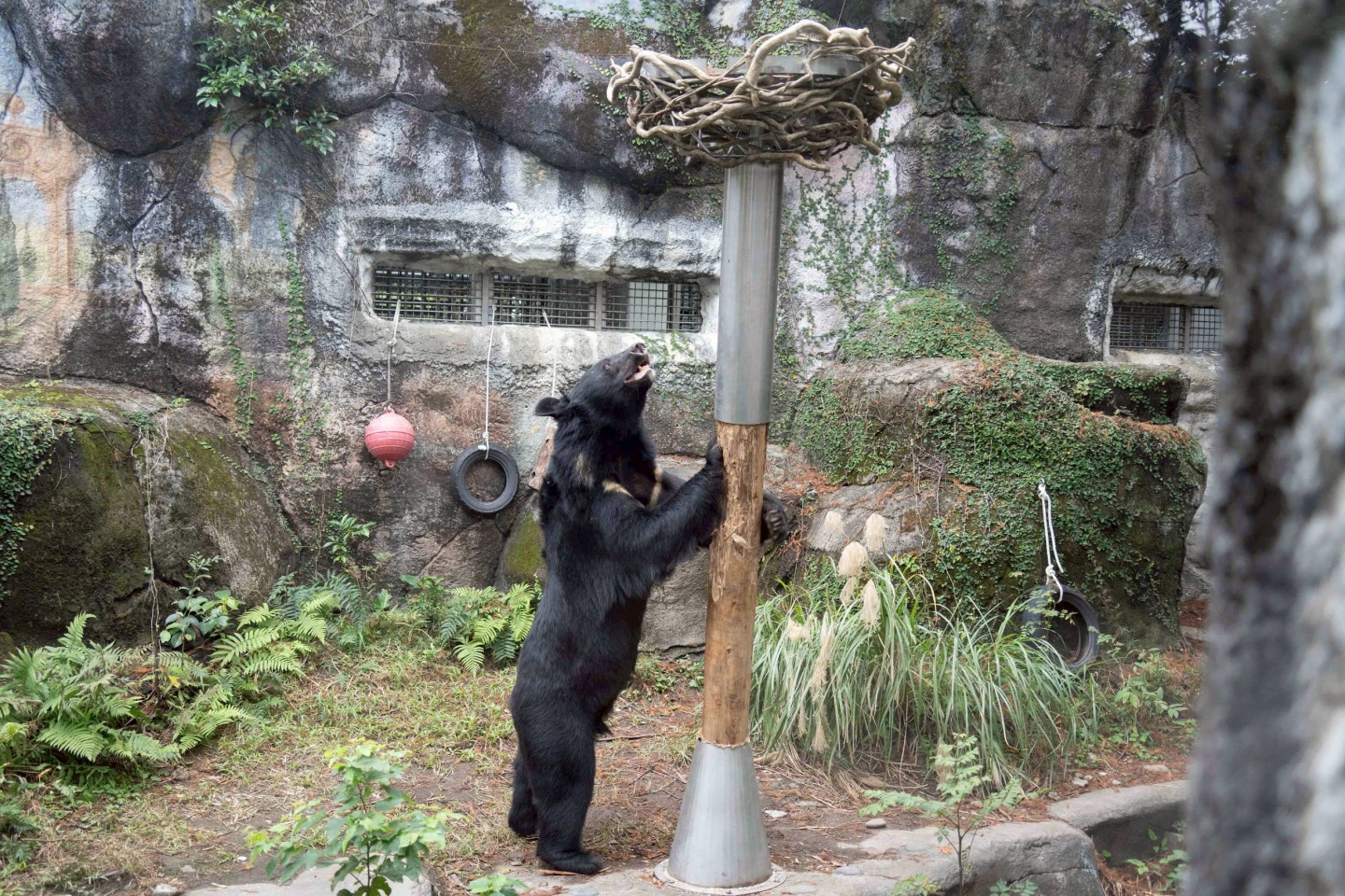 不是工讀生！台北動物園新設施　黑熊「黑輪」站立抱樹搖晃超萌