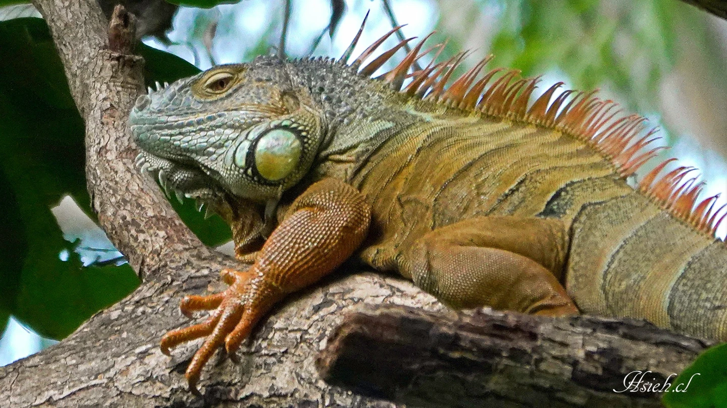 傳說對決！台南神射手鷹眼擊落「霸王色」綠鬣蜥　一發入魂終結傳奇