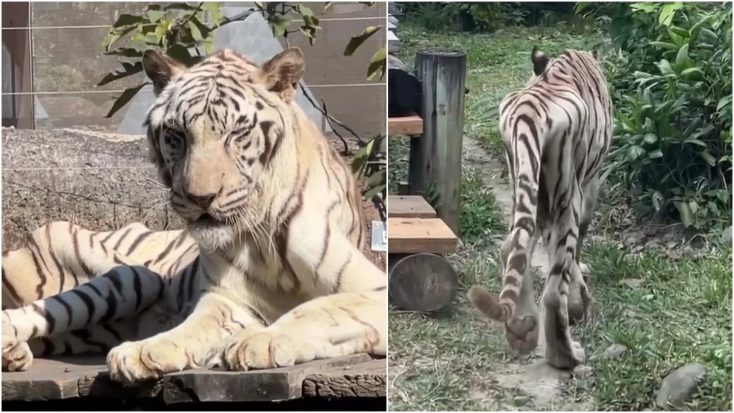 動物園老虎「瘦到只剩皮」引人心疼　真相曝光！全場激動：爺爺帥爆了