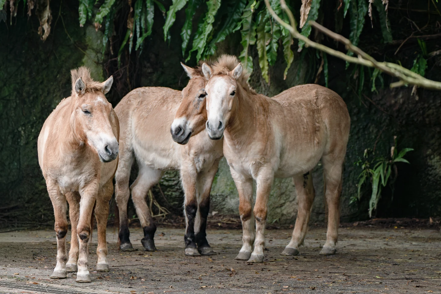 世界上僅存「蒙古野馬」！北市動物園揭野外滅絕至復育之路