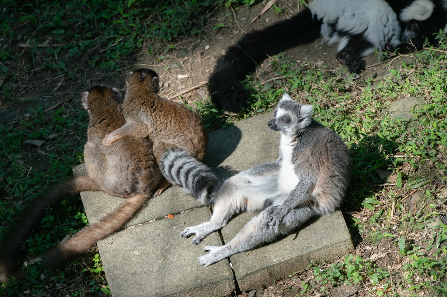 狐猴大曬暖冬日光浴！打坐冥想、大「字」型癱坐萌樣曝光