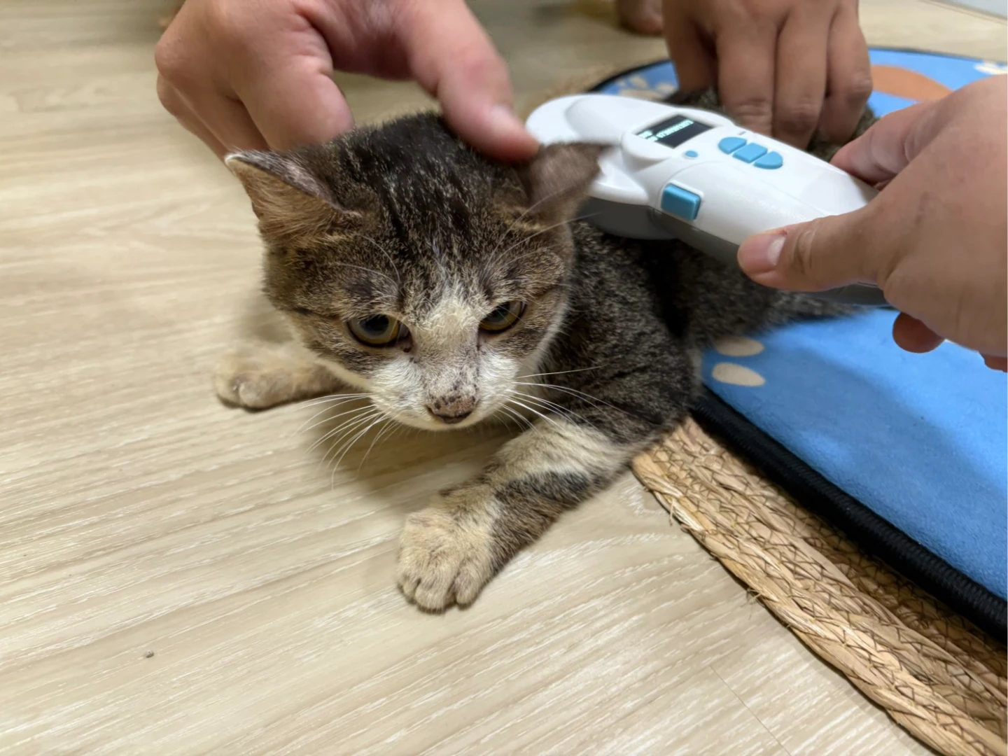 「巷仔Niau」魅力發威！台南人瘋幫愛貓辦身分證　登記率破96%冠全國