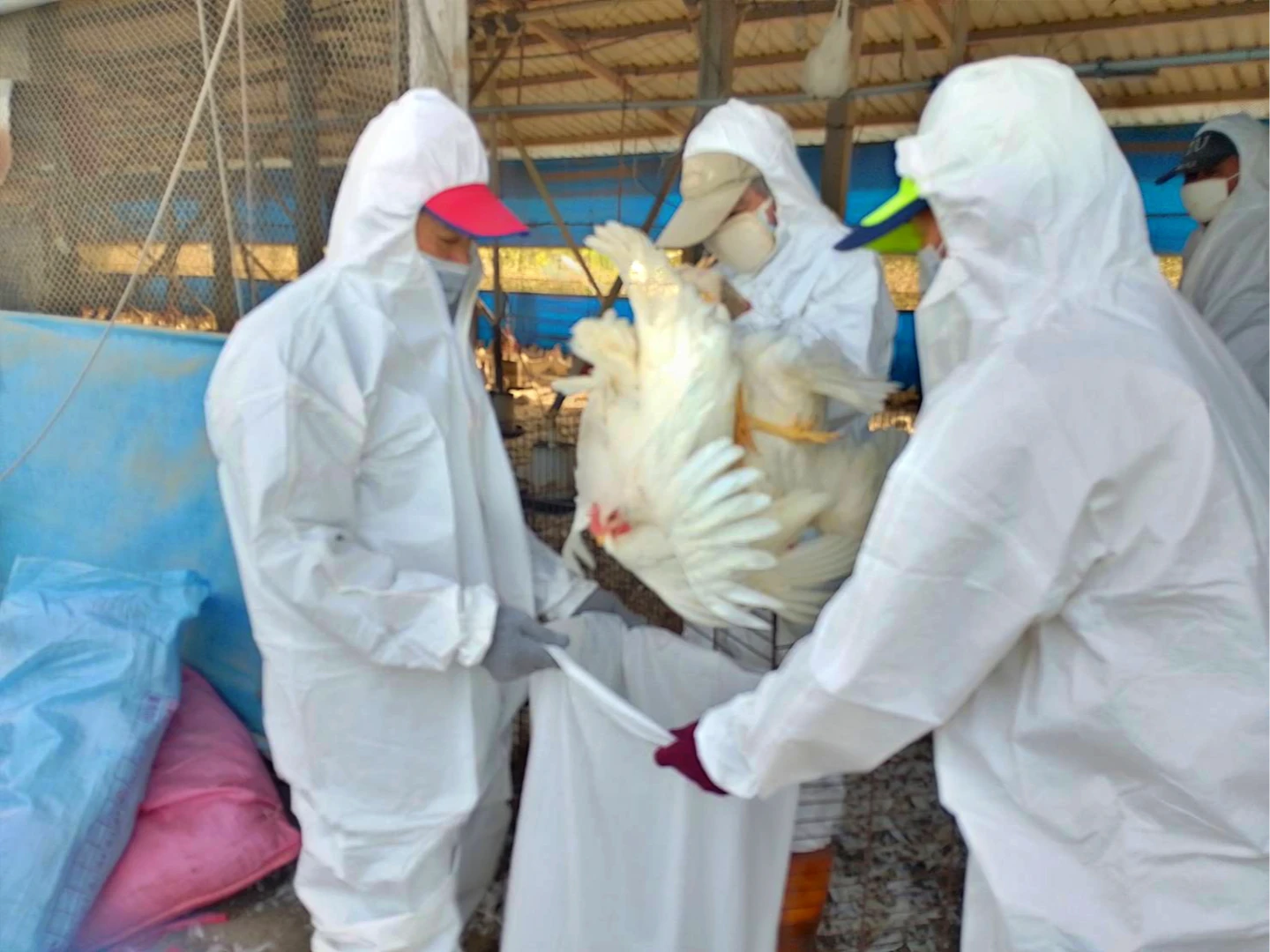 屏東今年首例！蛋雞場爆H5N1禽流感　緊急撲殺8640隻