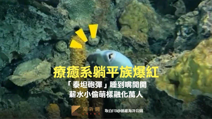 有片｜療癒系躺平族爆紅！「泰坦砲彈」睡到嘴開開　薪水小偷萌樣融化萬人