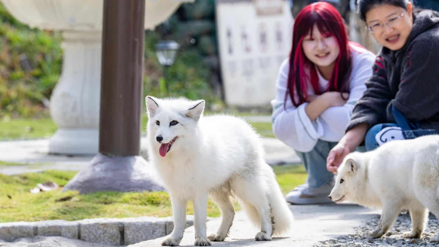 高雄內門「野森動物學校」今再爆滿　狐狸、水豚當老師！入園規則一次看懂