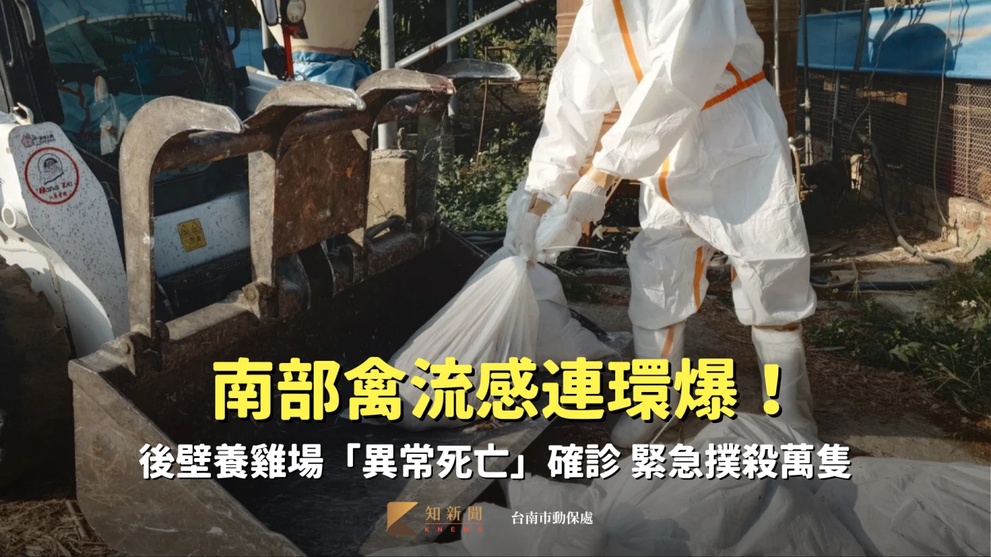 南部禽流感連環爆！台南後壁養雞場「異常死亡」確診　緊急撲殺萬隻蛋雞