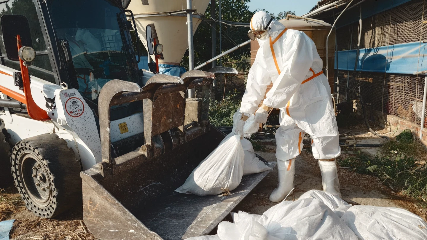 南部禽流感連環爆！台南後壁養雞場「異常死亡」確診　緊急撲殺萬隻蛋雞