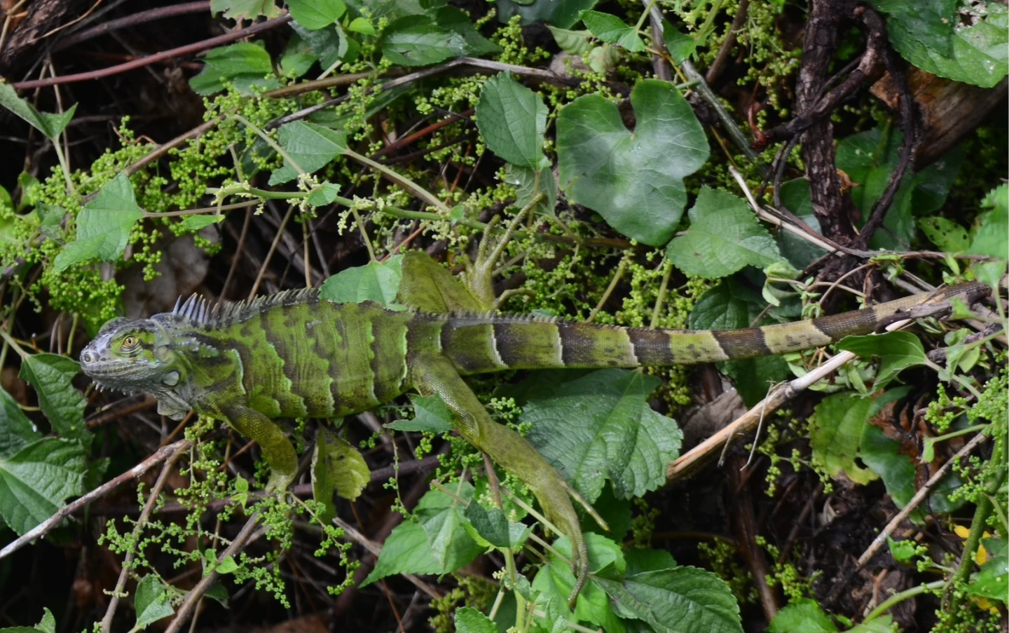 猛抓26萬隻！林保署3大招讓綠鬣蜥移除量飆升3倍　今年將提高成蜥獎勵