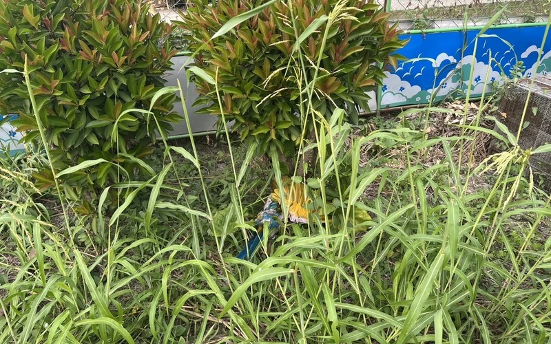 噪音殺鳥！屏東男持刀闖鄰宅「虐殺」4金剛鸚鵡　飼主怒揭兇嫌是問題人物