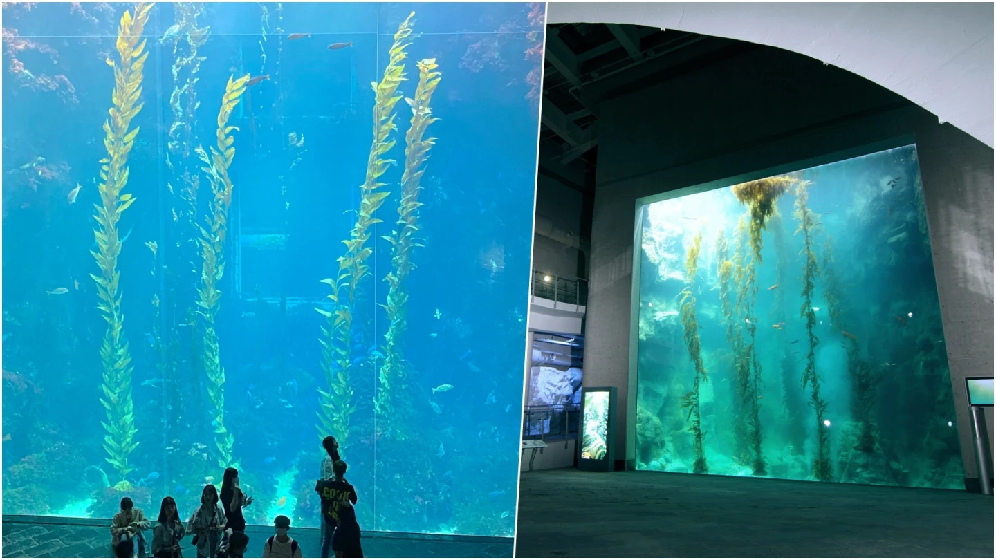 屏東海生館「巨藻森林」被控是塑膠！一堆人驚呆　館方認了「真假混合」