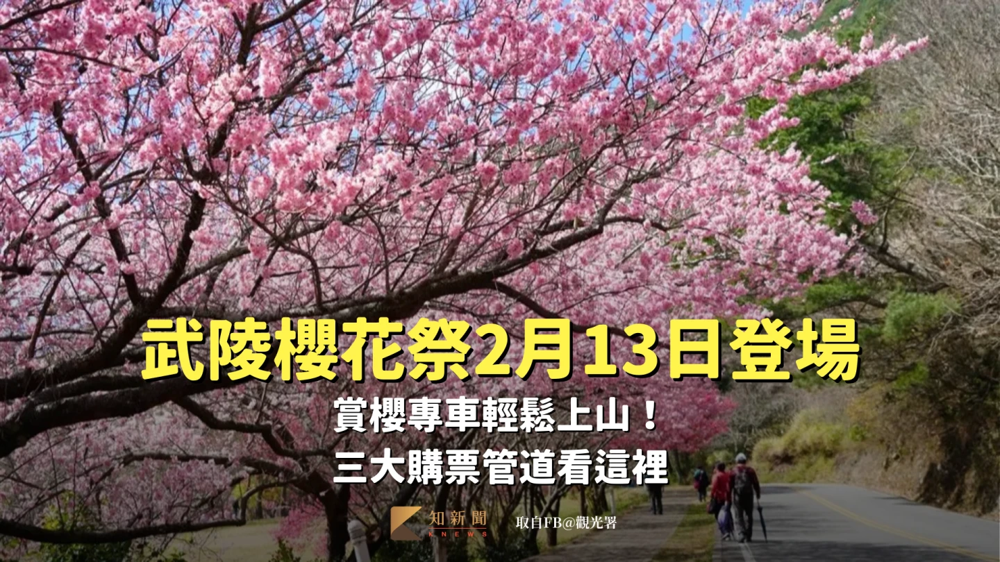 有片｜武陵櫻花祭2月13日登場　賞櫻專車輕鬆上山！三大購票管道看這裡