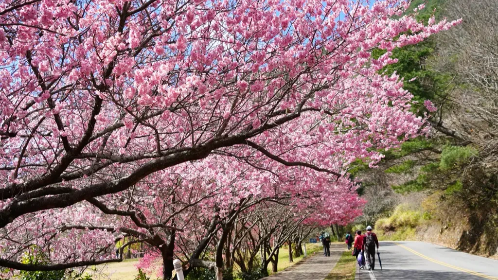 有片｜武陵櫻花祭2月13日登場　賞櫻專車輕鬆上山！三大購票管道看這裡
