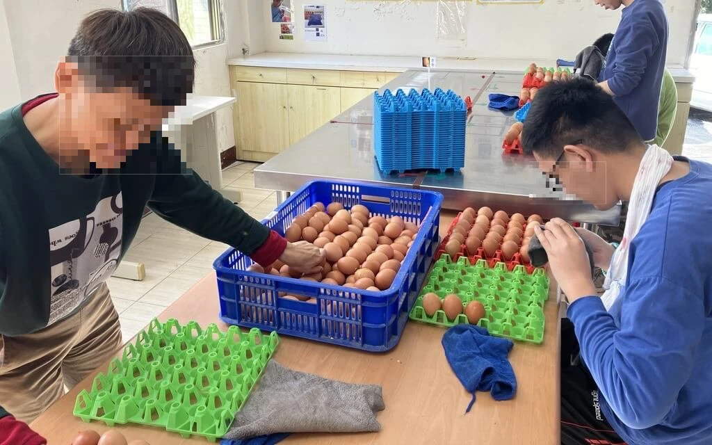 花蓮黎明庇護工場雞蛋滯銷告急　庫存恐破萬顆推單曲盼各界伸援