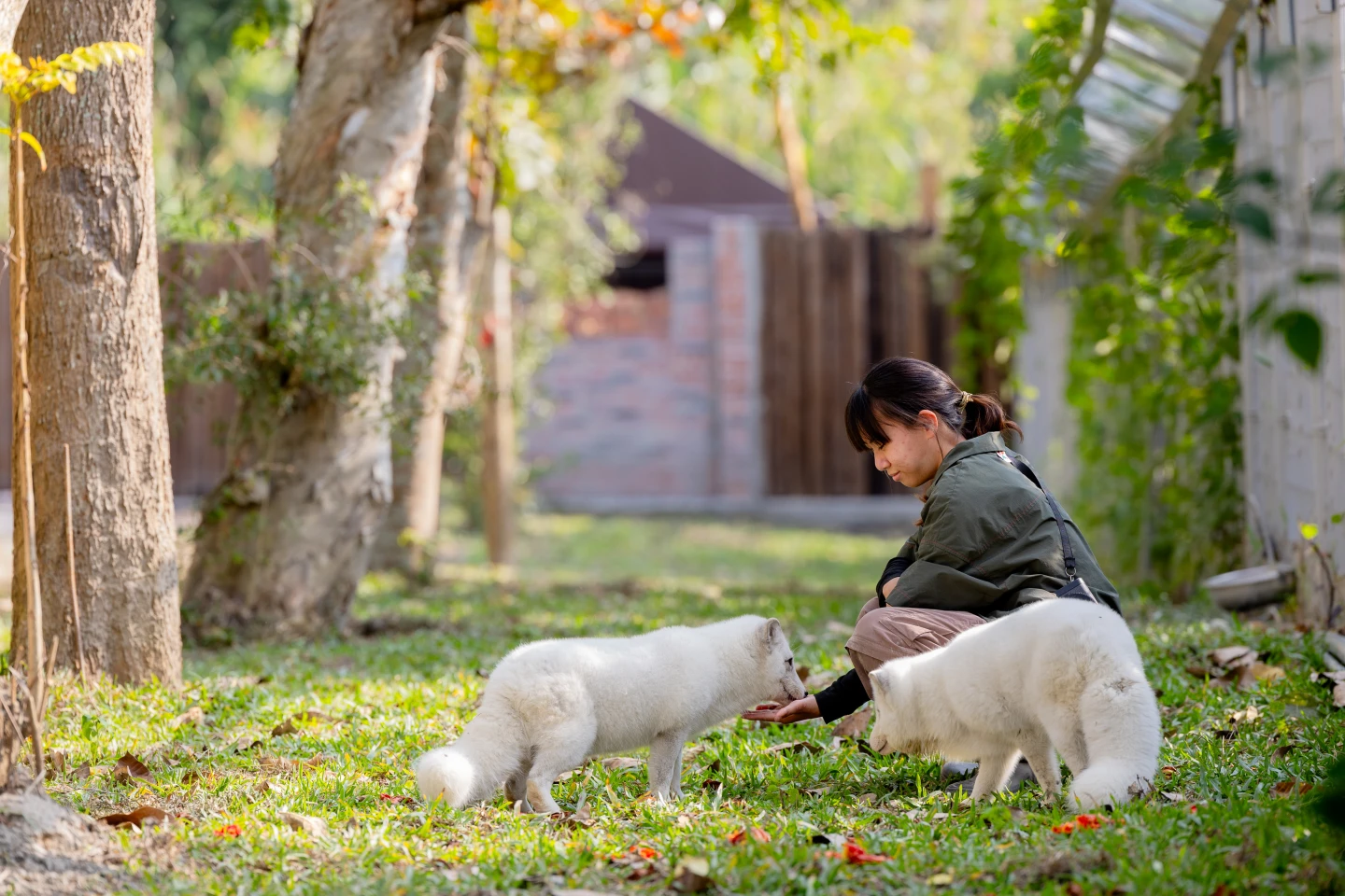 高雄野森動物學校爆紅！免飛日本近距離互動狐狸、水豚、老鷹　預約攻略曝