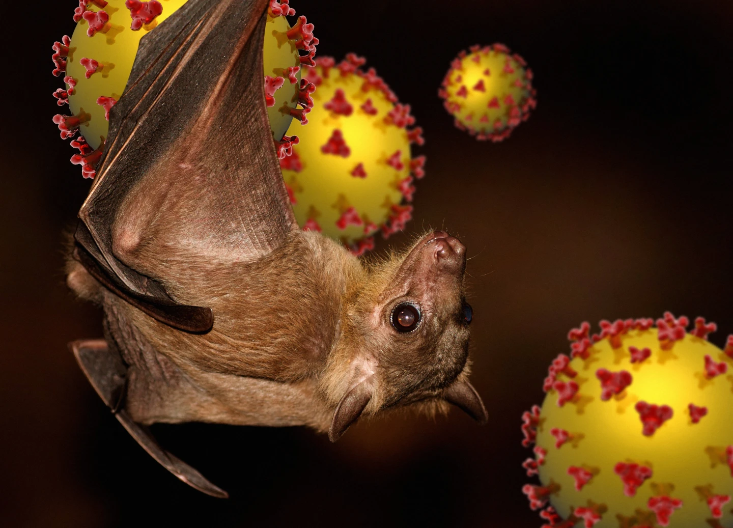 泰國果蝠攜有立百病毒　醫生：與新冠肺炎同屬RNA病毒可氣溶膠傳播