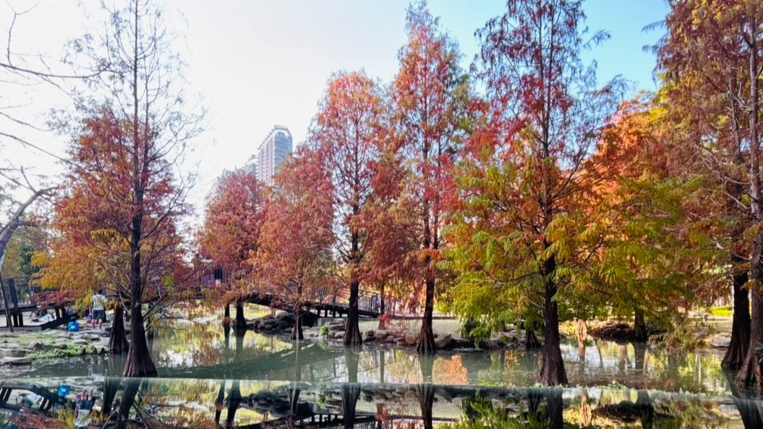 凹子底公園落羽松正美！民眾賞景驚見男遭拖行搶劫　警方揭真相