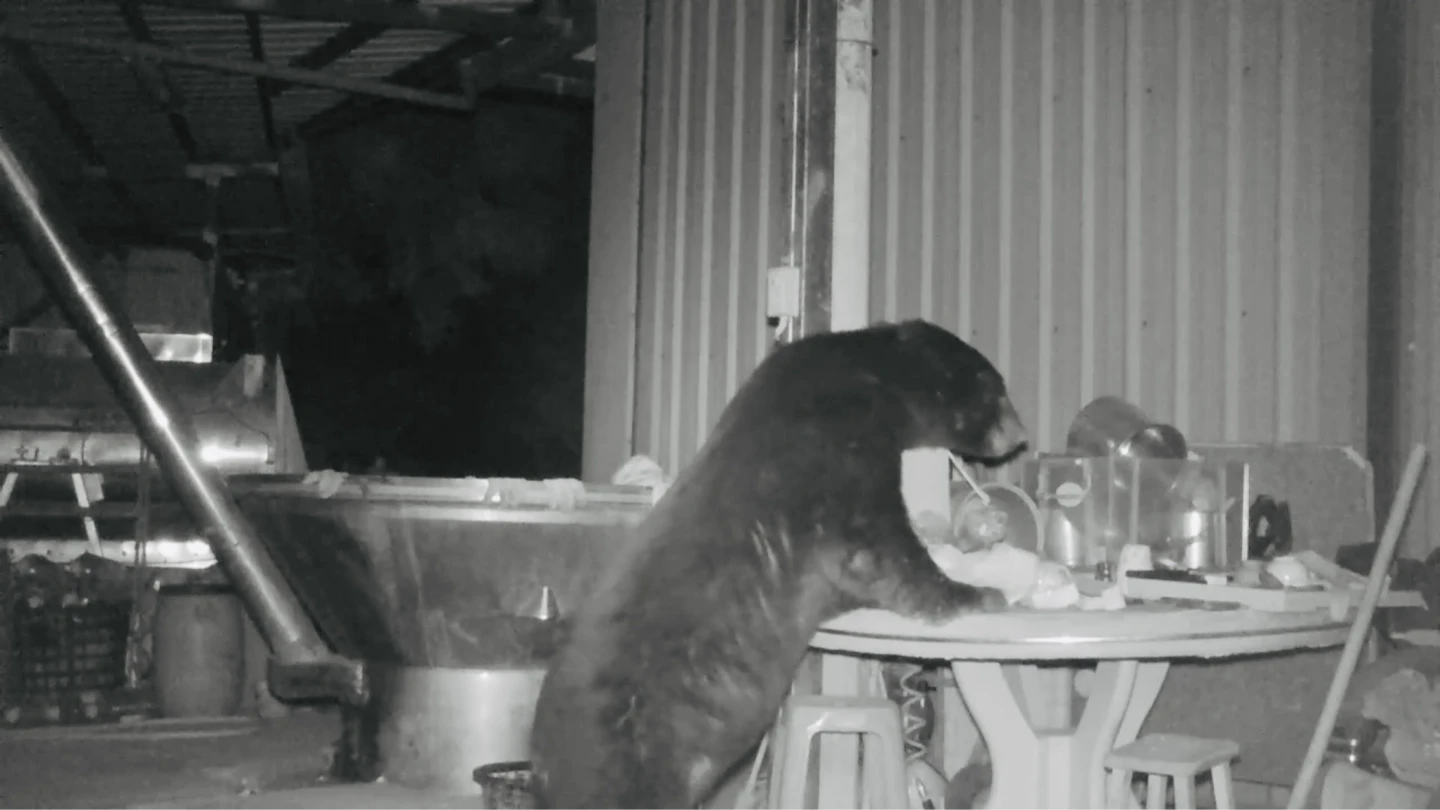 有片｜阿里山黑熊又出沒！9度侵入翻冰箱、啃蜂蜜　專家出招誘捕ing