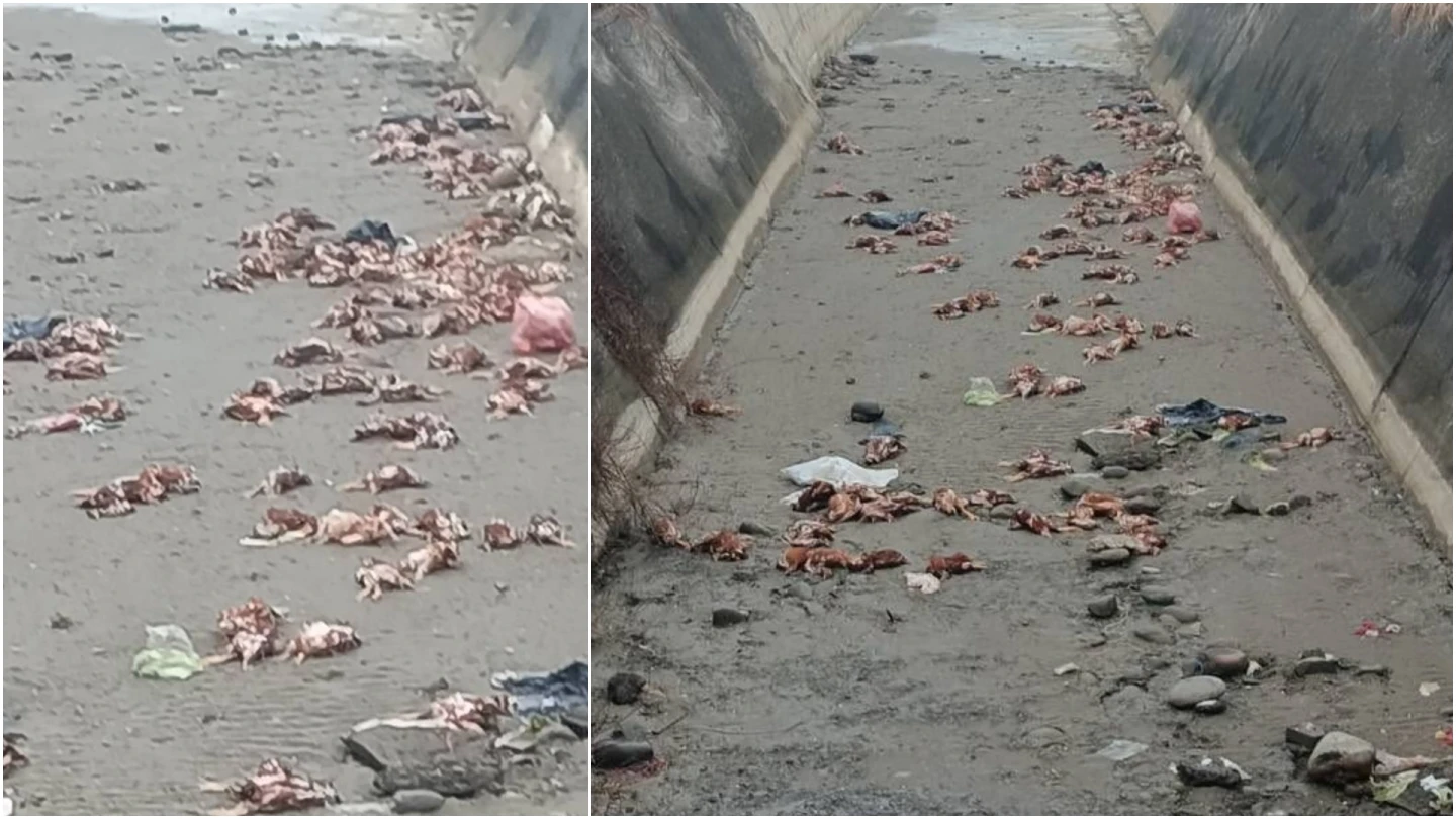 驚人畫面曝光！上百隻死雞被丟大排　動保所急送驗禽流感、最重罰百萬　