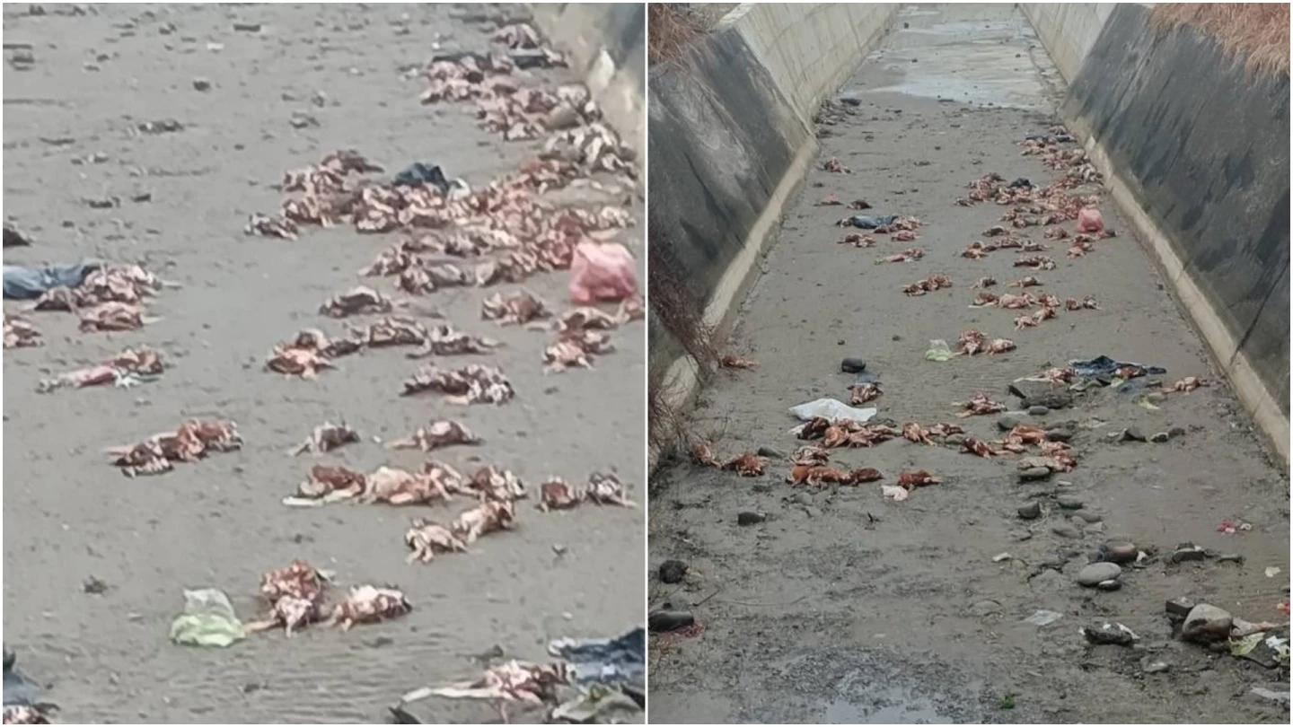 苗栗上百雞屍驗出禽流感！疑台中農場棄置　苗縣長鍾東錦：絕不寬貸