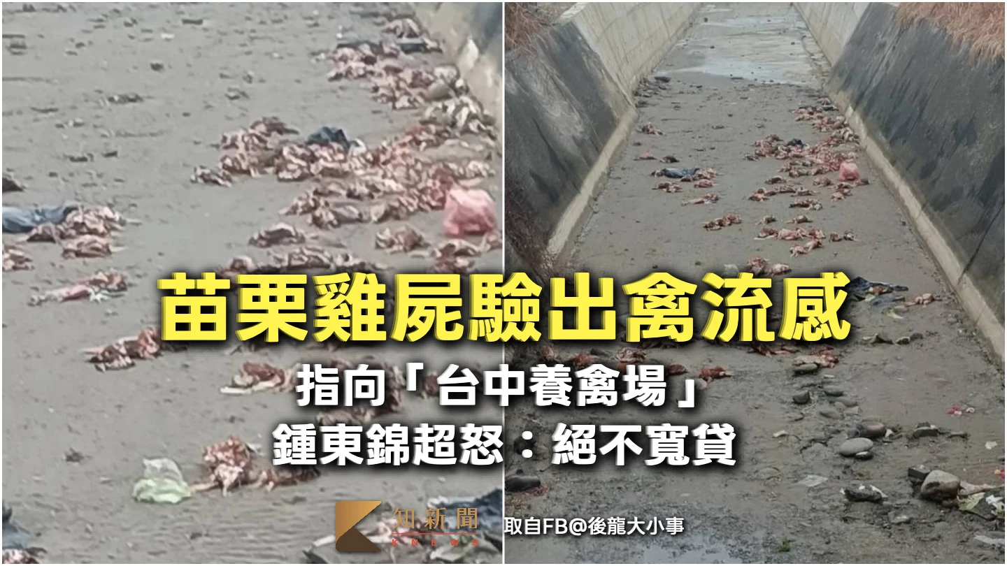 苗栗上百雞屍驗出禽流感！指向「台中養禽場」　鍾東錦：絕不寬貸