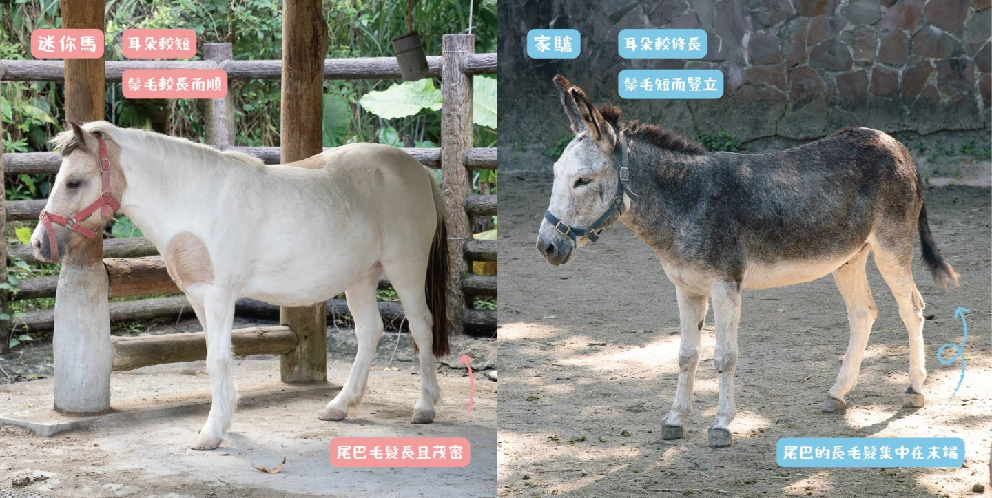 別再「指驢為馬」啦！台北動物園公開小撇步　教你一眼分辨馬驢