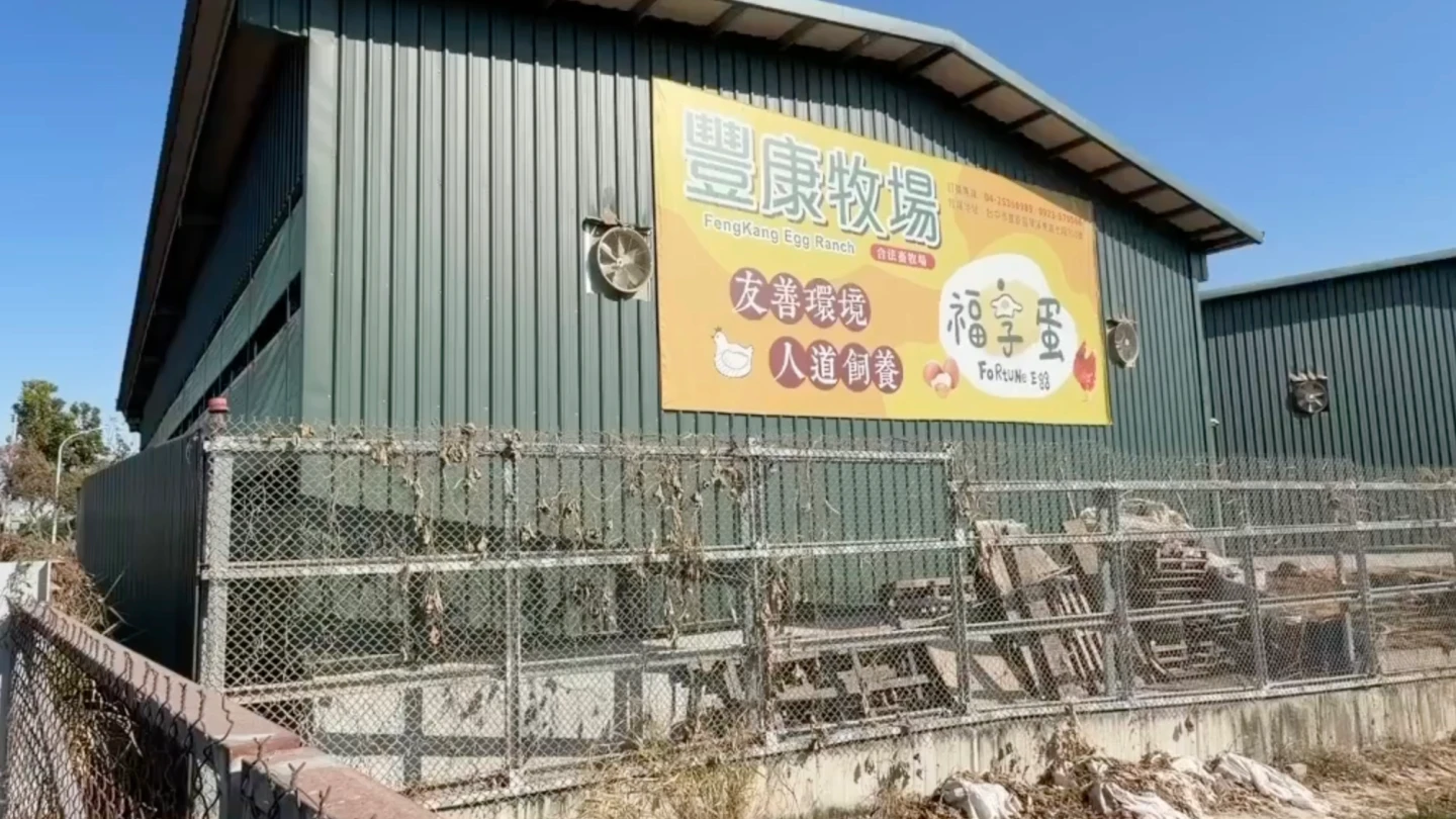 有片｜豐原蛋雞場爆禽流感　業者竟隱匿16天！明早全數撲殺